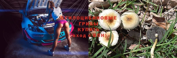 прущие грибы Касимов
